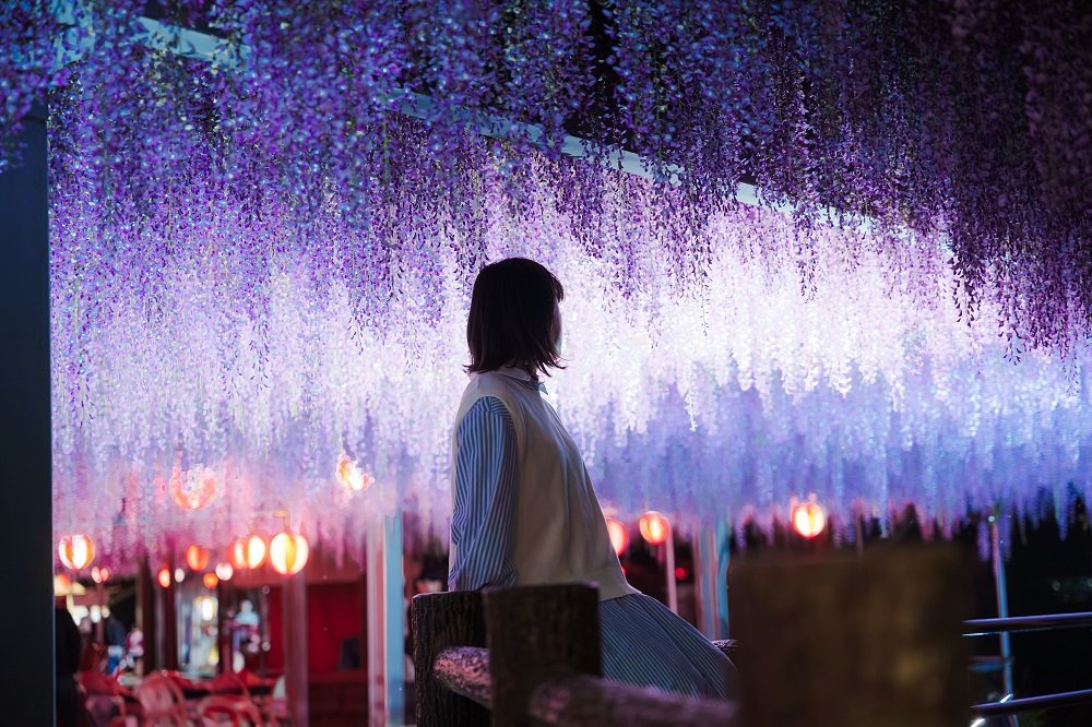 🌸 나카야마 대등나무(나카야마노오후지) 이미지 7